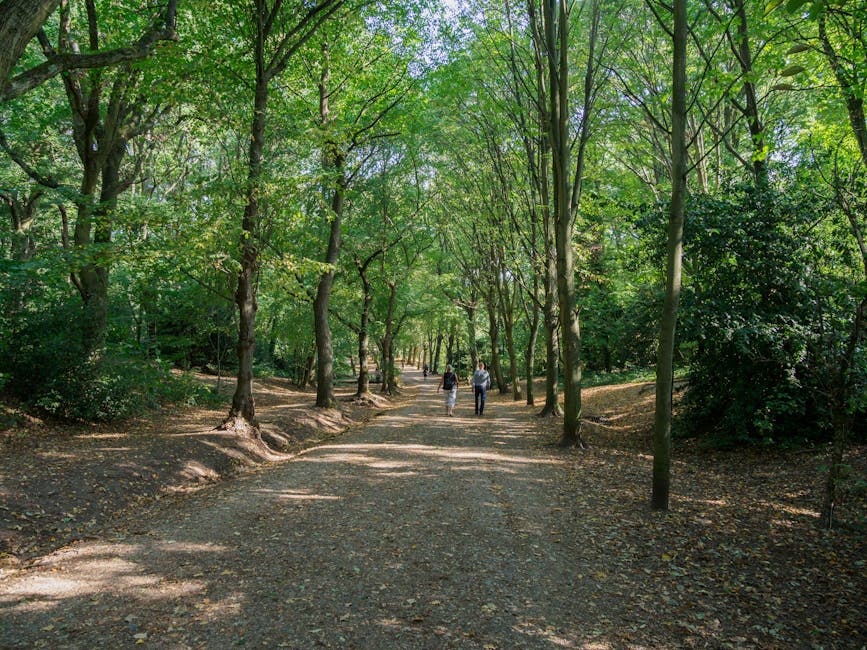 A wide pathway through a densely wooded area with tall trees and lush green foliage overhead, where two people are walking along the dirt trail, which is partly shaded by the canopy. To the right side of the path, a man and a woman are seen carrying cardboard boxes and plastic-wrapped furniture, suggesting they are engaged in home relocation or furniture transport. The loading area appears to be adjacent to a parked van, partially visible on the left, with doors open, revealing additional boxes, packing materials, and a trolley being used to move items. The scene is well-lit by natural sunlight filtering through the leaves, creating a serene yet busy environment typical of moving activities in a park or outdoor area near Hampstead Heath. This setting highlights the logistical aspects of packing and moving, including the careful handling of furniture and boxes, in an outdoor vehicle loading context as part of a house removal process.